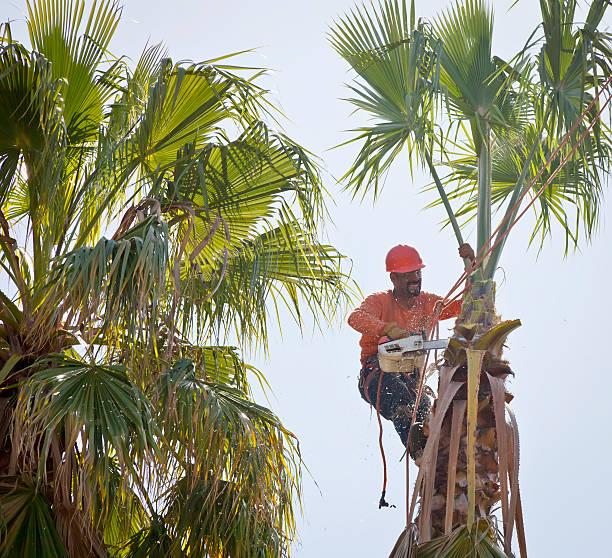 Best Emergency Tree Removal  in Apollo Beach, FL